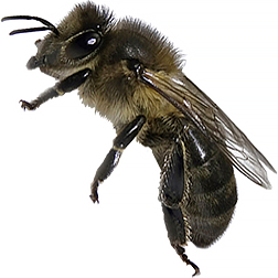 Gibraltar Honey Bee